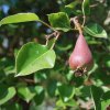 Pyrus communis
